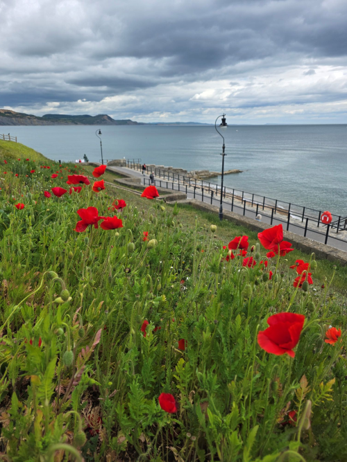 wild flowers on the banks near the Mary Anning statue