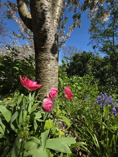Tulips in the sunshine in Lyme Regis Langmoor Gardens