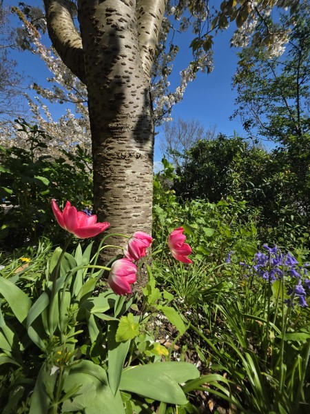 Tulips in the sunshine in Lyme Regis Langmoor Gardens