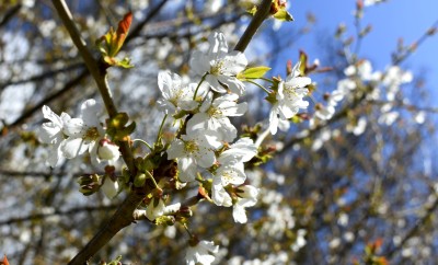 Cherry blossom in bloom