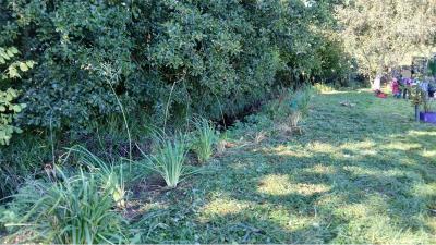 willow whips and sedge at the bank in Uplyme playing fields