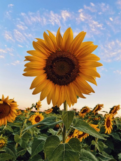 Sunflower Trail at Coppet Hill