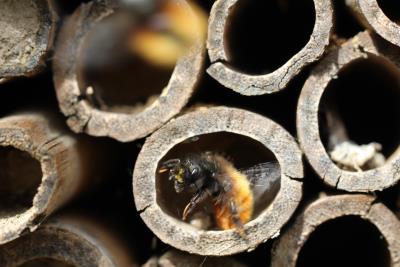A solitary bee in its hotel