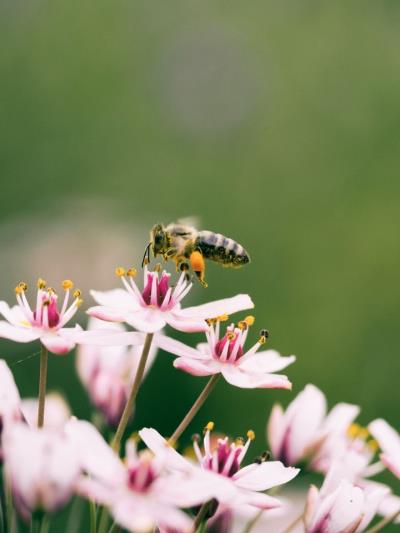 a photo of a bee above a flower