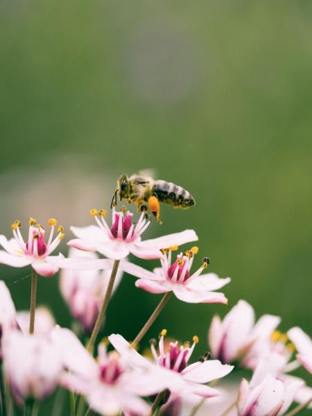 a photo of a bee above a flower
