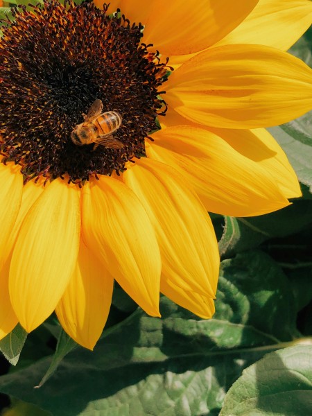 A bee basking in the sunshine on a sunflower