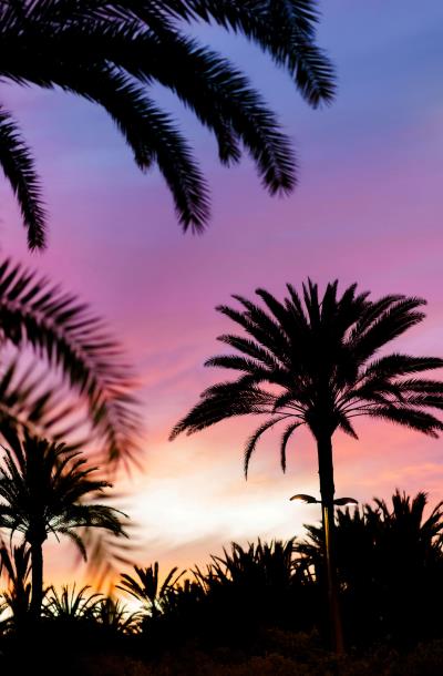 palm trees with setting sun and sunset sky