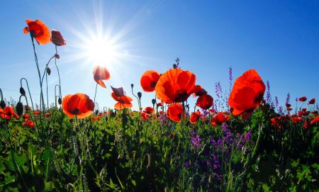 Remembrance 