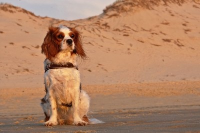Have your say on new rules for dogs in public places