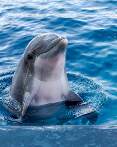 Protect the marine mammals of Lyme Regis