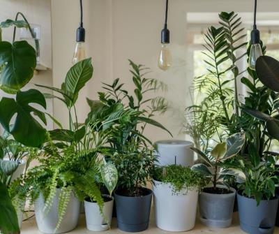 Houseplant 101 - A talk by Rob Vincent 