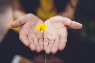 a photo of two hands together holding a small yellow flower