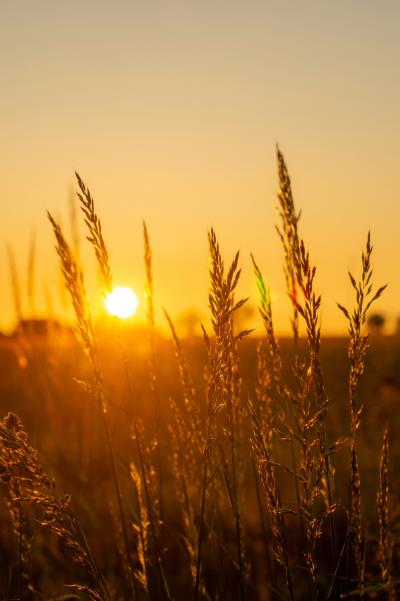 Wheat in a field with sunset behind the shafts of wheat