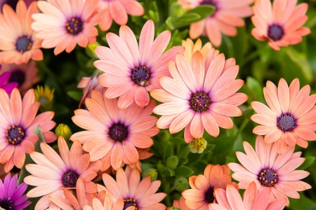 Summer floral blooms in sunlight