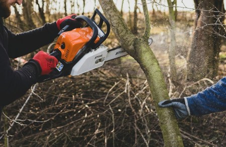 an image of a man with a chainsaw cutting down a tree in a forest