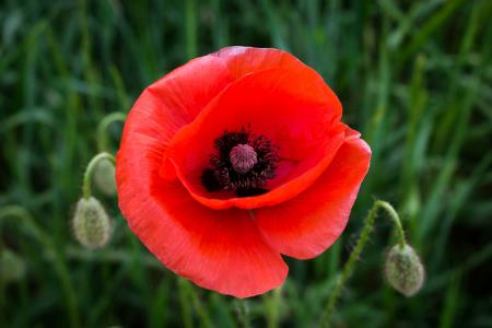 A single red poppy