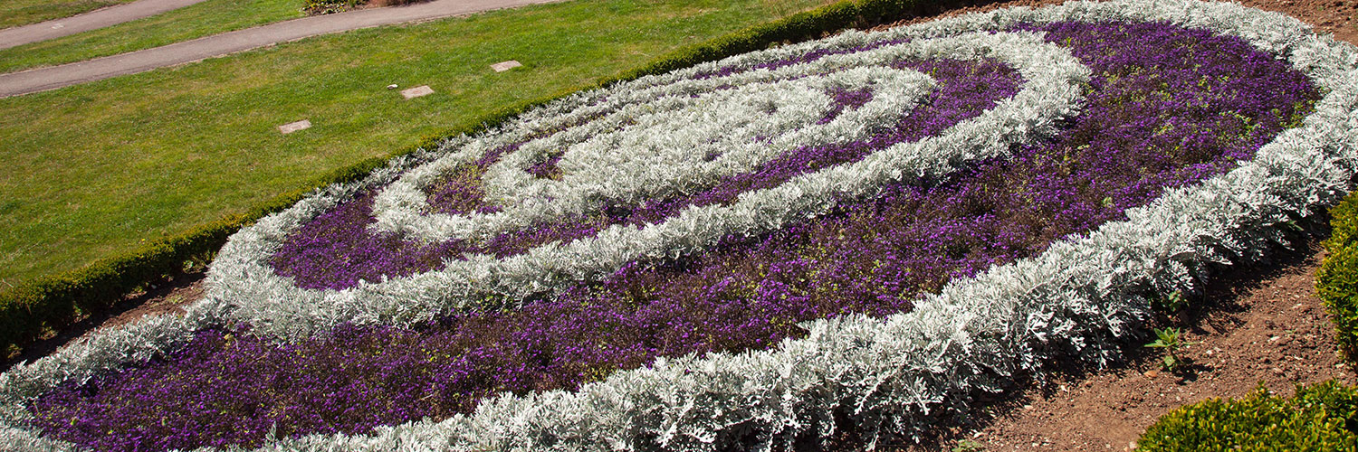 Ammonite flower display