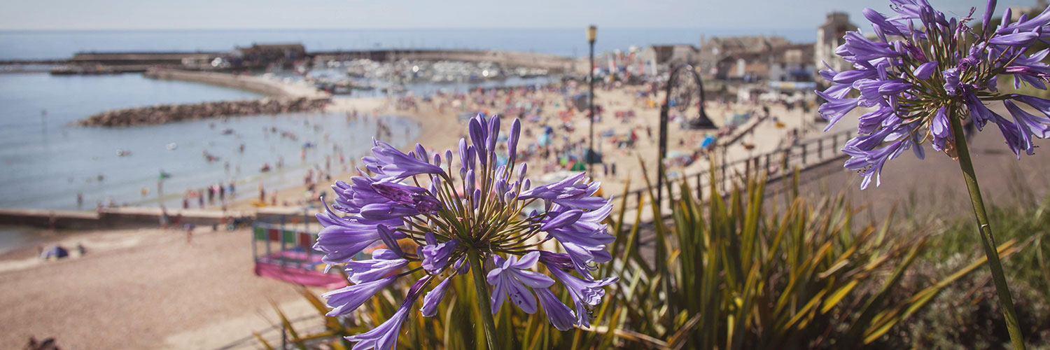 Purple flowers