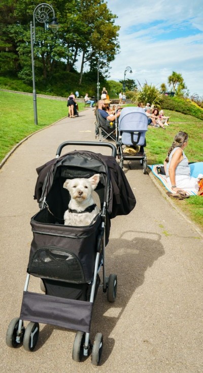 Party in the Park Lyme Regis - 20th June 2026 A9-96
