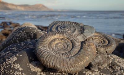 Ammonites on beach