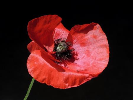 Remembrance Day Parade and Civic Service - 14 November